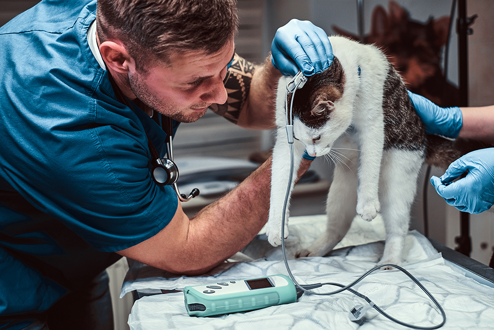 IMAGVETSITE1