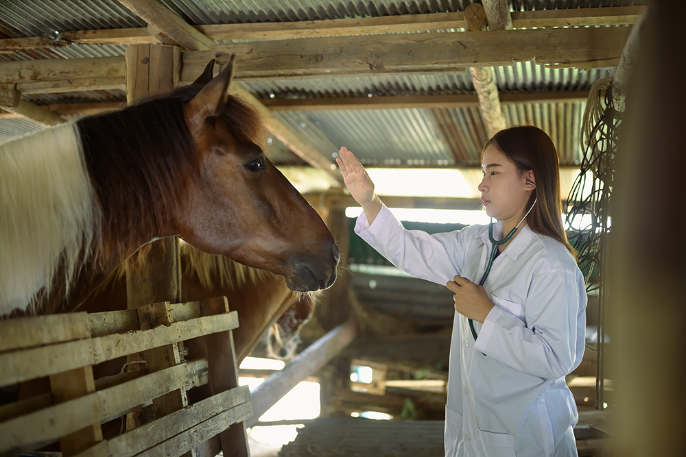 IMAGVETSITE2