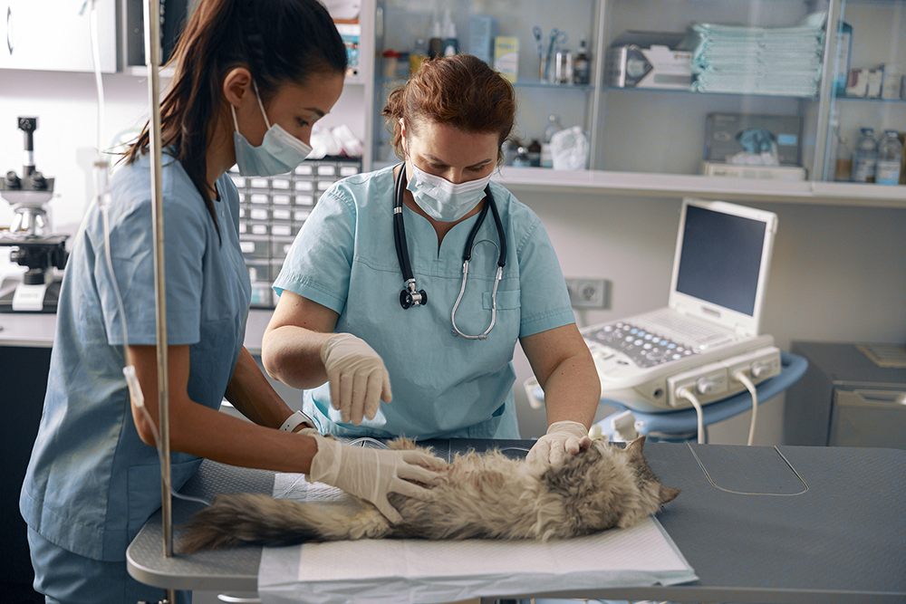IMAGVETSITE3