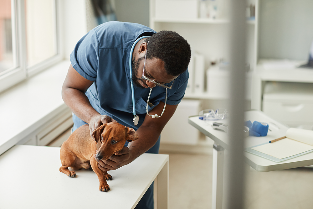 IMAGVETSITE5
